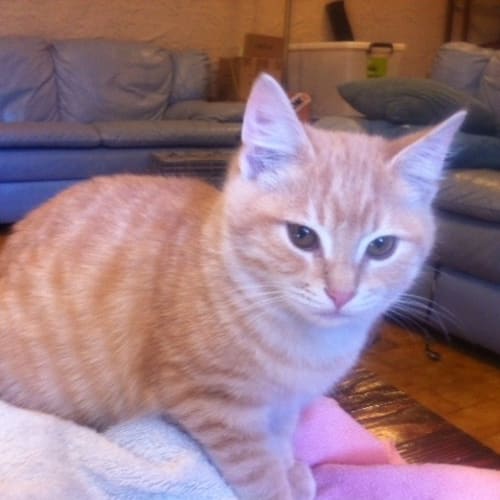 No photo for Kittens X 3