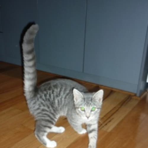 No photo for Charlie