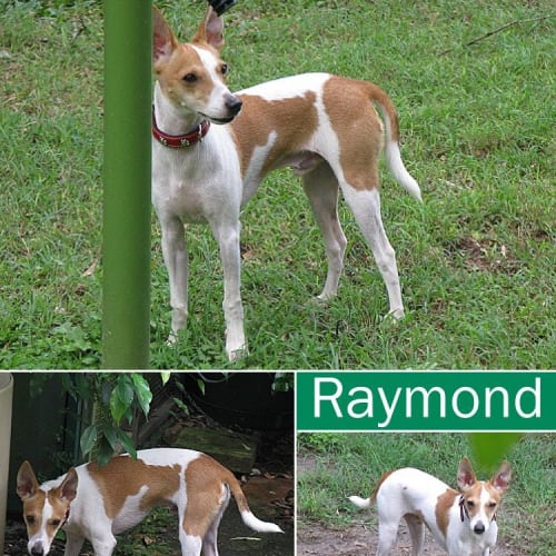 No photo for Raymond