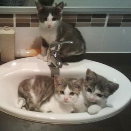 No photo for ** On Trial With His New Family ** Mercury