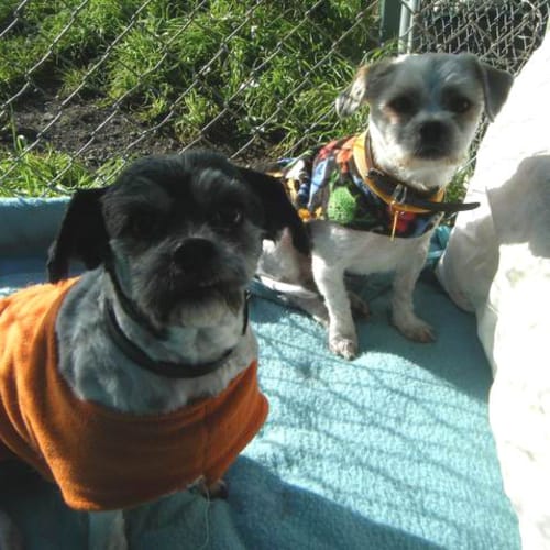 No photo for Archie & Mia (Male & Female Together)