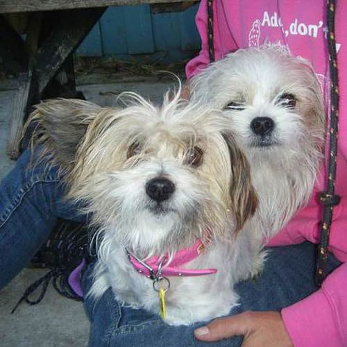 Maisie & Jazzy (Male & Female Together)