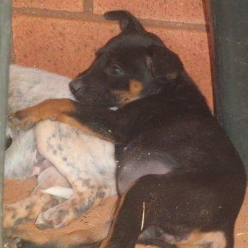 No photo for Macy(td095)*Adoption Pending*