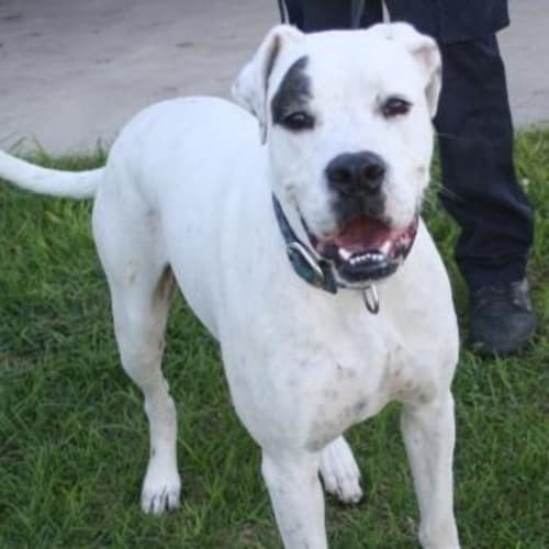 No photo for Foster Or Adopt   Deaf Beautiful Boy Needs You!