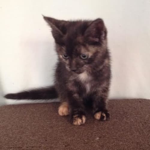 Pepper