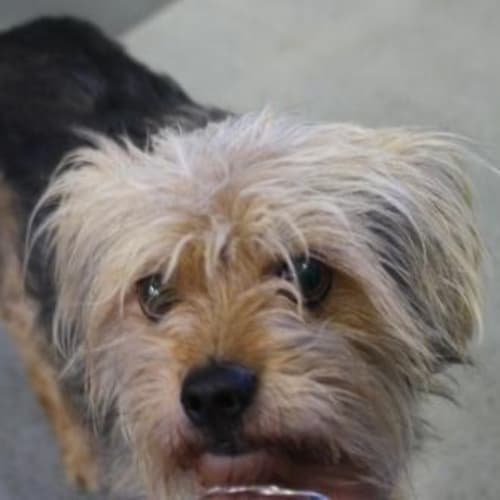 No photo for Scruffy Little Boy    Foster Needed