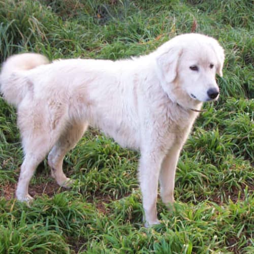 No photo for Misty (Companion Dog)