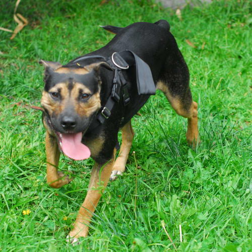 No photo for Kiri *Adoption Pending*