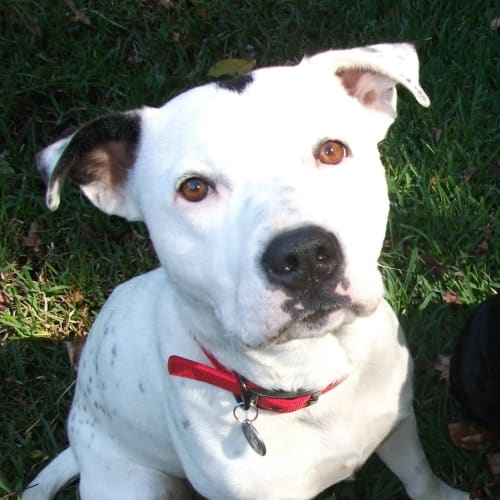 No photo for *** Adoption Pending ***  Domino