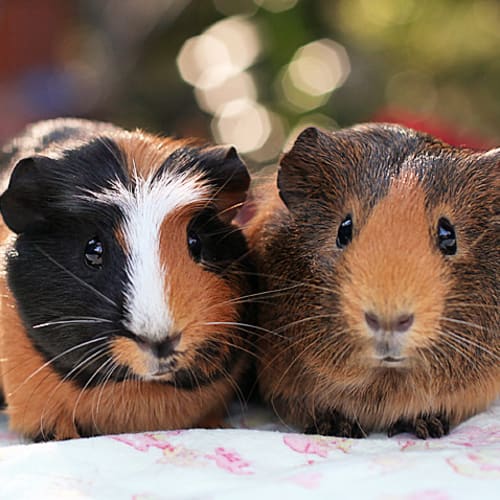 No photo for Mindy And Penny!