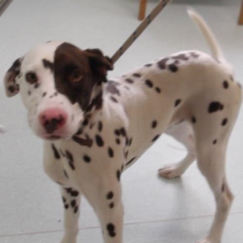 No photo for Spotty