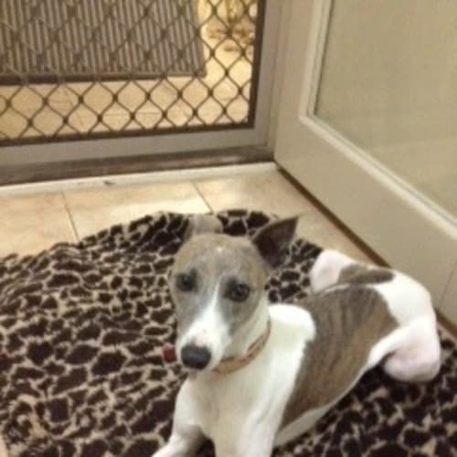 Jessie *Adoption Pending*