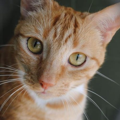 No photo for Ginger 715469