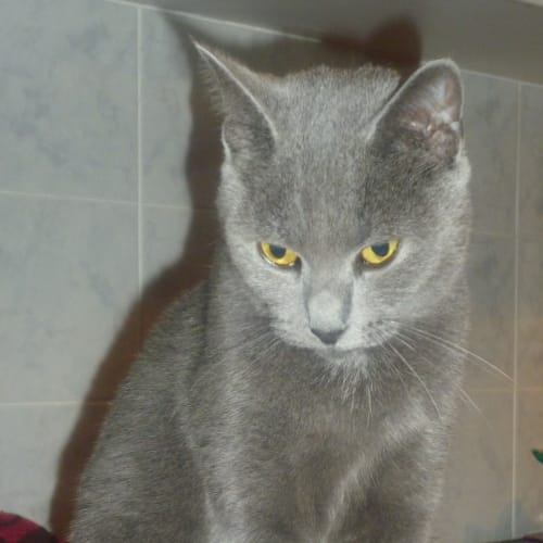 No photo for Shadow (Adoption Pending)