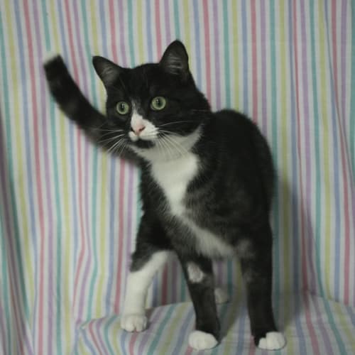 No photo for Figaro