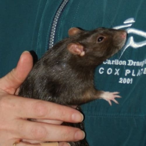 Espresso -On Hold***