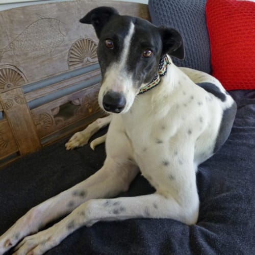 Delightful Dottie