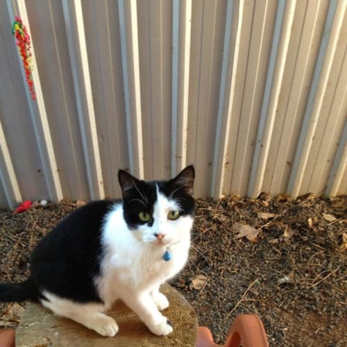 No photo for Possum   $50 Adoption Fee