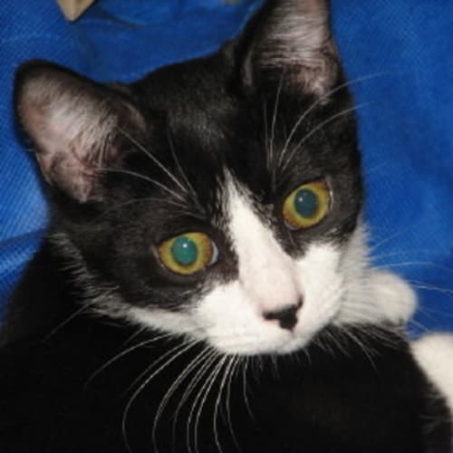 No photo for Romeo Urgently Needs A Home