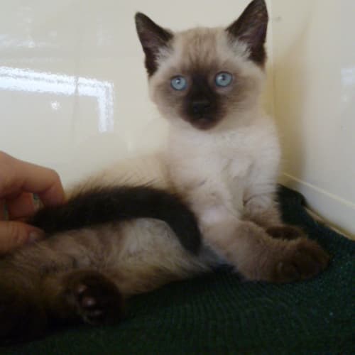 No photo for Beautiful Siamese Boy