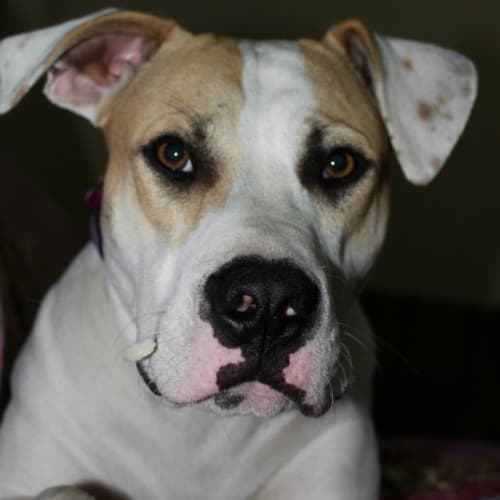 No photo for Patch *Adoption Pending*