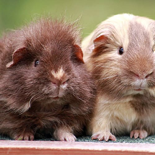 Benjamin and Harrison