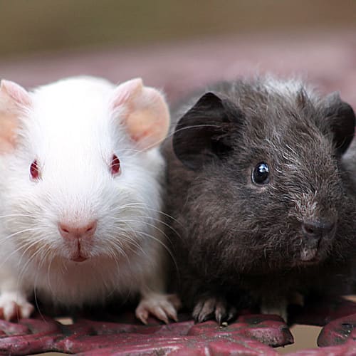 Yin and Yang!