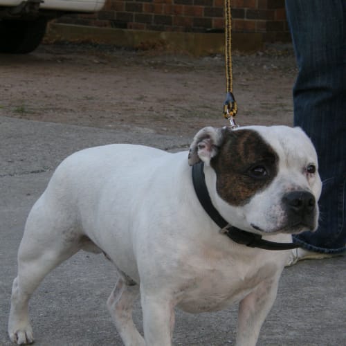Tyson