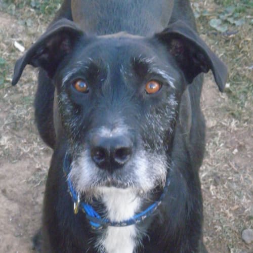 No photo for Sam *Adopted*