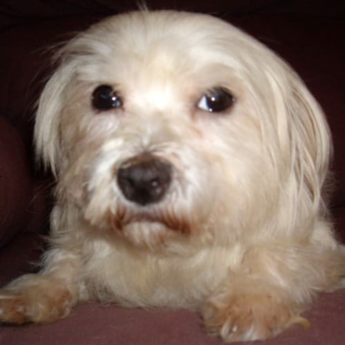 No photo for Muffy