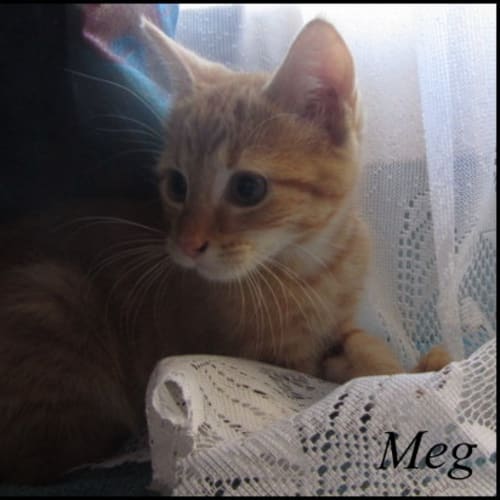 No photo for Meg