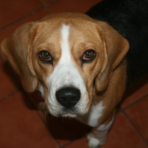 No photo for Betty Beagle (On Trial In My New Home)