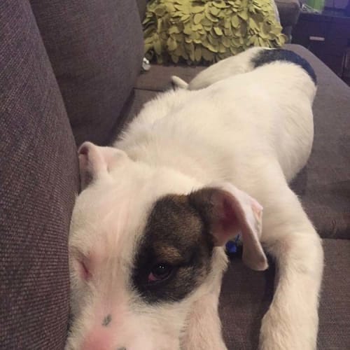 Daisy ~ 6mo Wolfhound X girl (adopted)