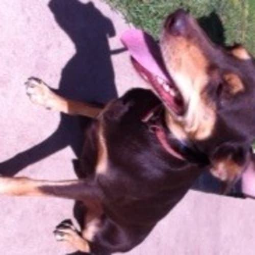 No photo for Sheila (On Hold Pending Adoption)