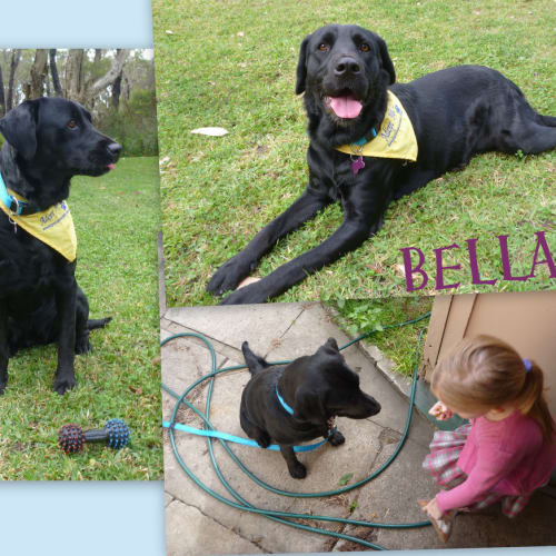 No photo for Bella (On Trial)