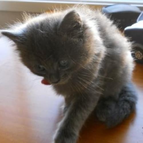 No photo for Smokey