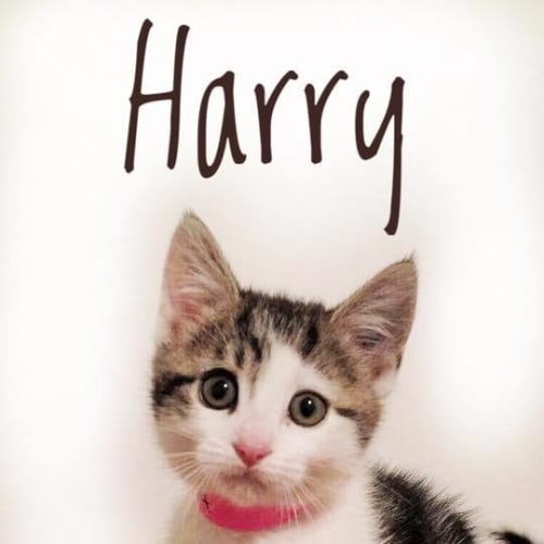 Harry (ready to go)