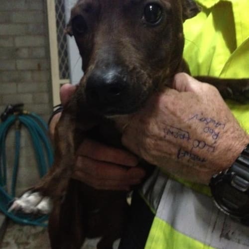 Sausage Dog Cross Staffie Female