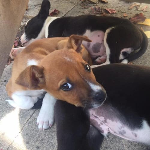 Border collie x Staffy pups