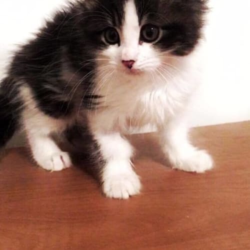 Harlow (ready to go)