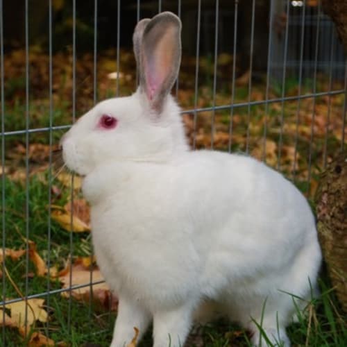 Miss Bunna -Vaccinated and Desexed