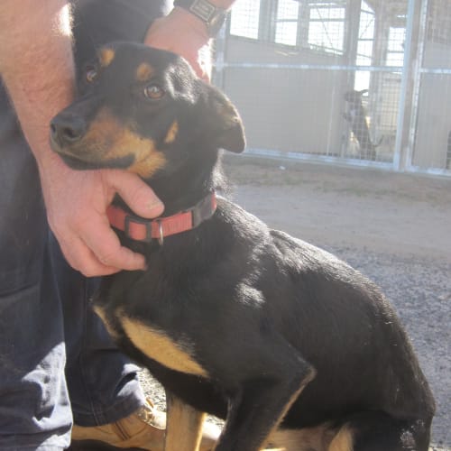 6-12 Month Female Kelpie
