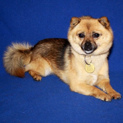 No photo for Shiba