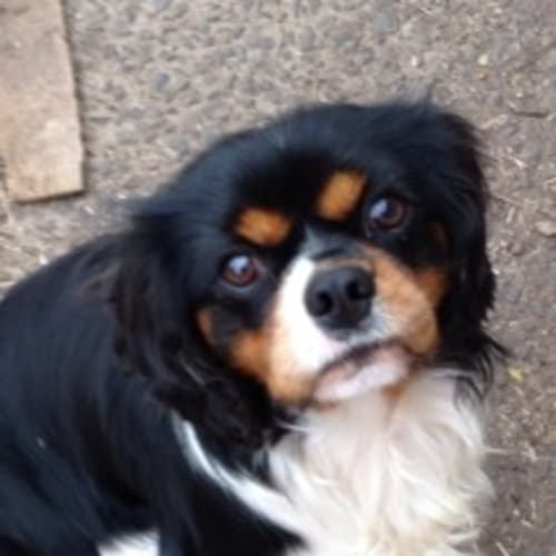 Alby *Adoption Pending*