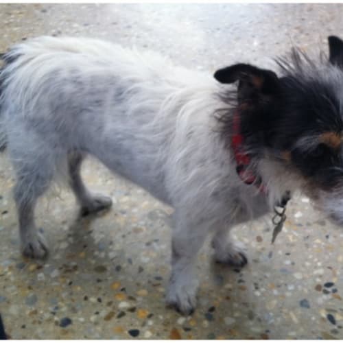 No photo for Stella ***Adoption In Progress**