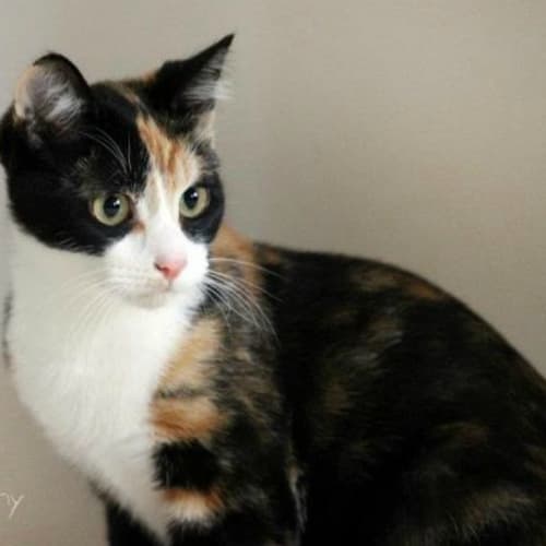 Poppet - On Trial in Her New Home!