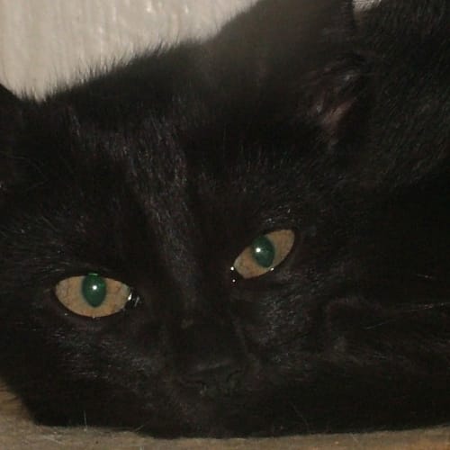 No photo for Ebony