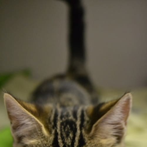 No photo for Princess