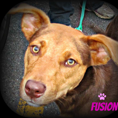 No photo for Fusion