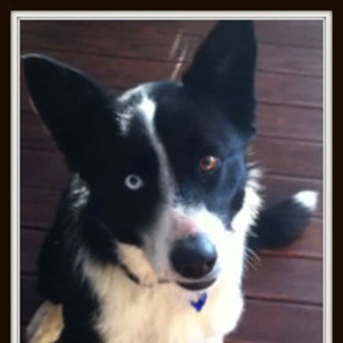 No photo for Jock